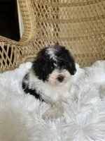 Maltipoo , a male Maltipoo for sale in Thomasville, GA – Photo 3 of 4