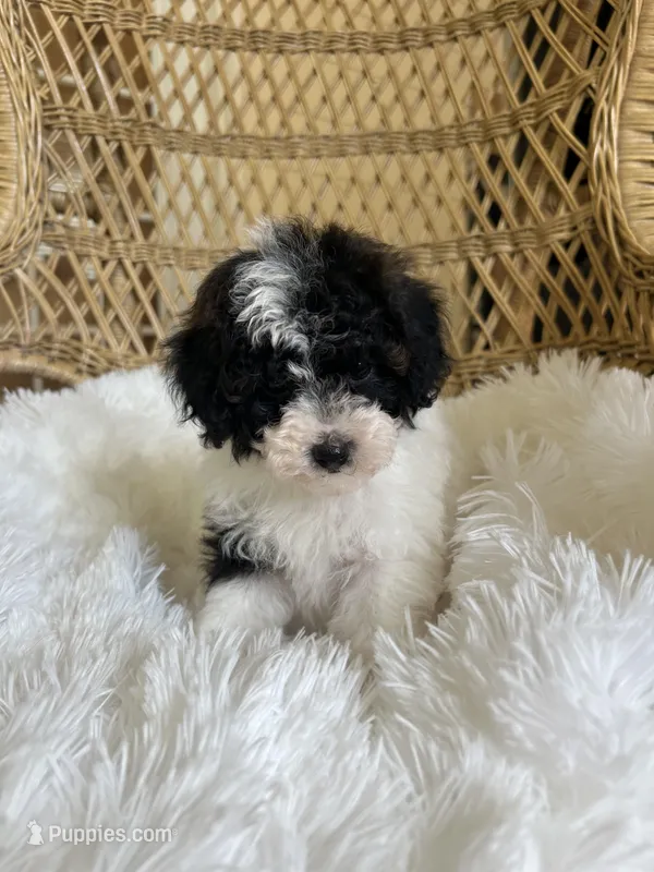 Maltipoo  – Maltipoo puppy for sale in Thomasville, GA