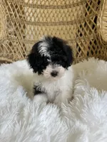Maltipoo , a male Maltipoo for sale in Thomasville, GA – Photo 1 of 4
