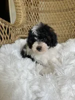 Maltipoo , a male Maltipoo for sale in Thomasville, GA – Photo 4 of 4