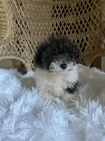 Maltipoo , a male Maltipoo for sale in Thomasville, GA – 2 of 3