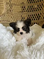 PomPoo, a female Pomapoo for sale in Thomasville, GA – 7 of 7