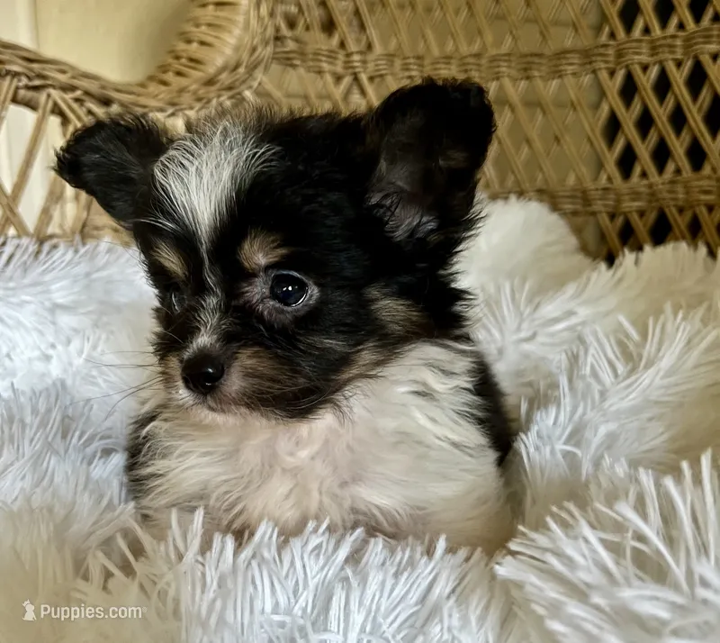 PomPoo – Pomapoo puppy for sale in Thomasville, GA