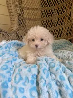 Maltipoo , a male Maltipoo for sale in Thomasville, GA – 7 of 9
