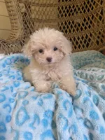 Maltipoo , a male Maltipoo for sale in Thomasville, GA – 3 of 9