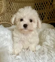 Maltipoo , a male Maltipoo for sale in Thomasville, GA – 5 of 7
