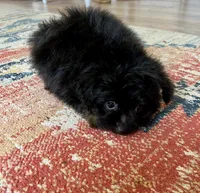PomPoo , a male Pomapoo for sale in Thomasville, GA – 2 of 4