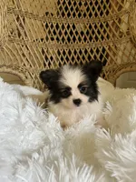 PomPoo, a female Pomapoo for sale in Thomasville, GA – 4 of 7