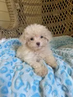 Maltipoo , a male Maltipoo for sale in Thomasville, GA – 2 of 9