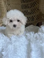 Maltipoo , a male Maltipoo for sale in Thomasville, GA – 3 of 3