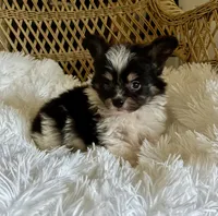 PomPoo, a male Pomapoo for sale in Thomasville, GA – 2 of 4