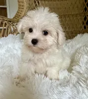 Maltipoo , a male Maltipoo for sale in Thomasville, GA – 3 of 7