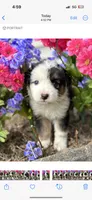 Roy, a male Australian Shepherd for sale in Mosheim, TN – 6 of 7