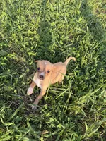 Tommy , a male Chihuahua for sale in Mosheim, TN – 3 of 3