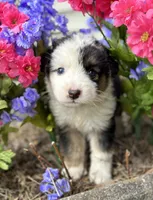 Roy, a male Australian Shepherd for sale in Mosheim, TN – 3 of 7