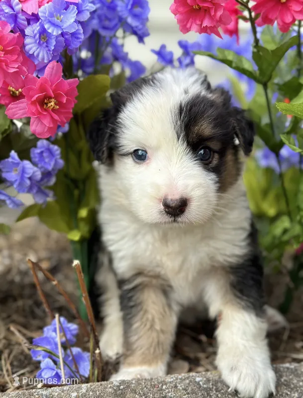 Roy – Australian Shepherd puppy for sale in Mosheim, TN
