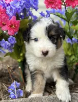 Roy, a male Australian Shepherd for sale in Mosheim, TN – 1 of 7