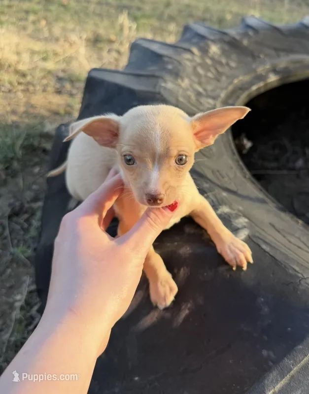 Teacup dachshund and chihuahua mix  – Chihuahua, Miniature Dachshund puppy for sale in Mosheim, TN