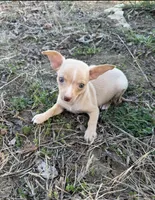 Teacup dachshund and chihuahua mix , a male Chihuahua and Miniature Dachshund for sale in Mosheim, TN – Photo 2 of 2