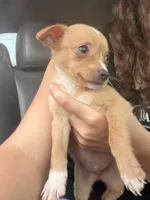 Tommy , a male Chihuahua for sale in Mosheim, TN – 1 of 3