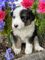 Roy, a male Australian Shepherd for sale in Mosheim, TN – 2 of 7