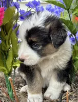 Roy, a male Australian Shepherd for sale in Mosheim, TN – 4 of 7