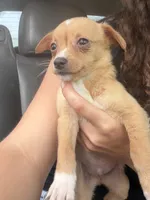 Tommy , a male Chihuahua for sale in Mosheim, TN – 2 of 3