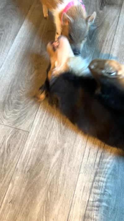 Roy, a male Australian Shepherd for sale in Mosheim, TN – 7 of 7