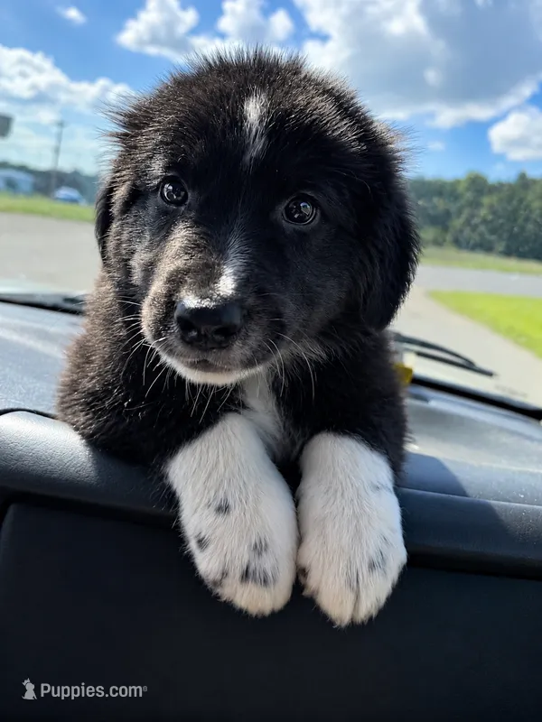 Spot  – Aussiedoodle puppy for sale in Mosheim, TN