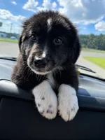 Spot , a male Aussiedoodle for sale in Mosheim, TN – 1 of 2