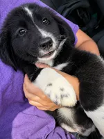 Spot , a male Aussiedoodle for sale in Mosheim, TN – 2 of 2