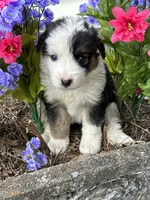 Roy, a male Australian Shepherd for sale in Mosheim, TN – 5 of 7