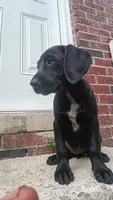 Lizzy, a female Labrador Retriever for sale in Columbia, SC – 3 of 4
