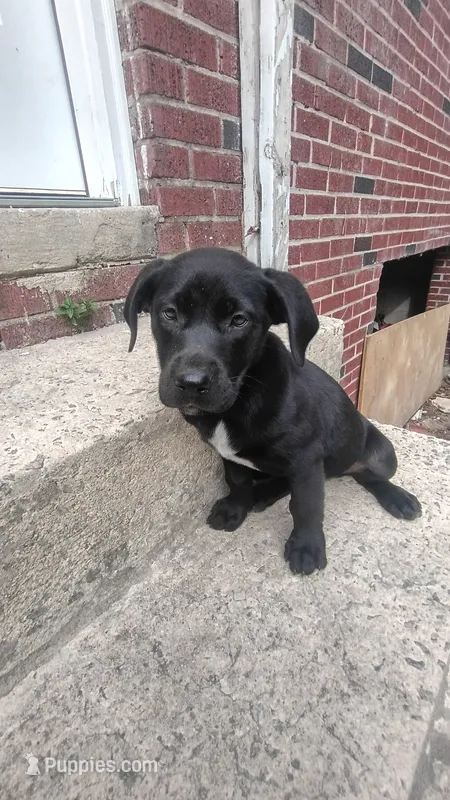 Bella – Labrador Retriever puppy for sale in Columbia, SC