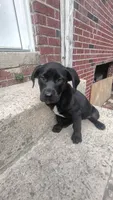 Bella, a female Labrador Retriever for sale in Columbia, SC – 1 of 4