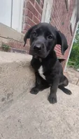 Bella, a female Labrador Retriever for sale in Columbia, SC – 3 of 4