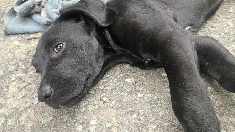 Mateo – Labrador Retriever puppy for sale in Columbia, SC