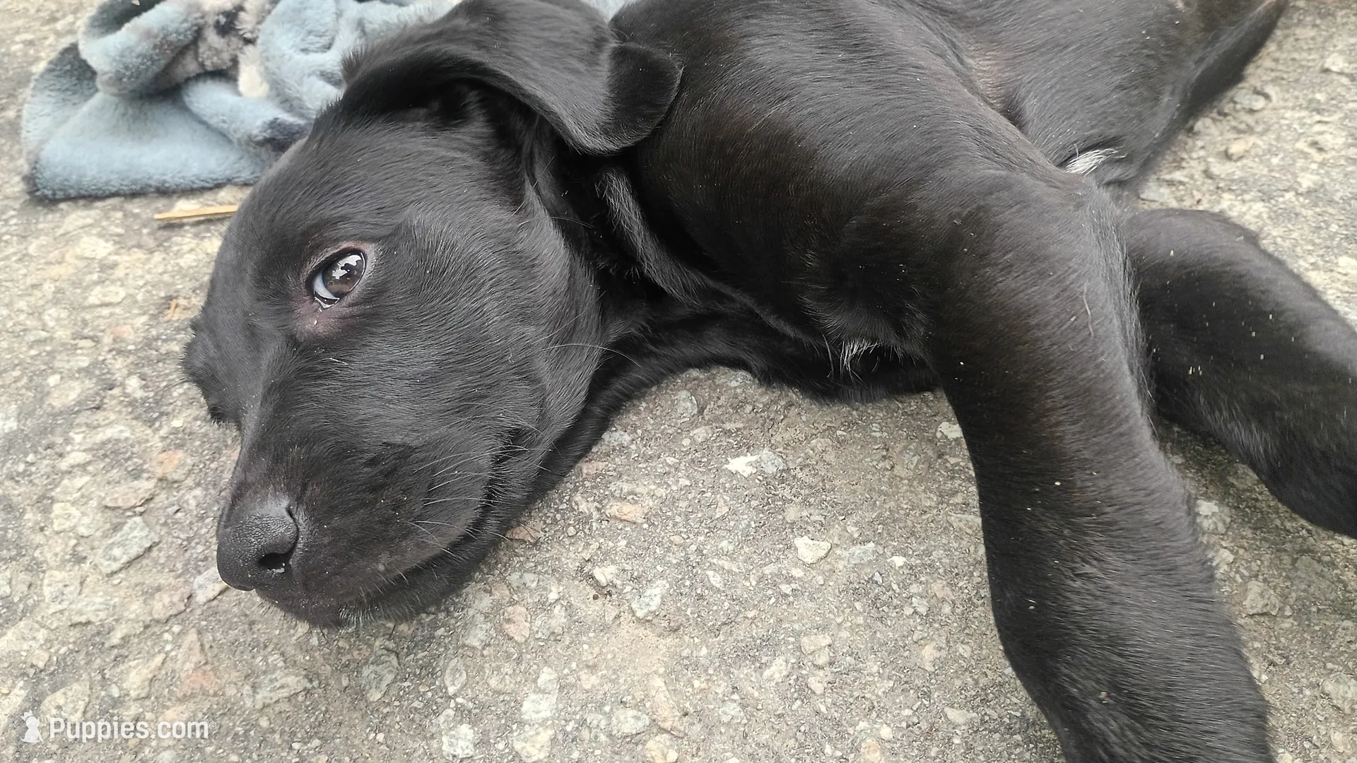 Mateo, a male Labrador Retriever for sale in Columbia, SC – 1 of 4