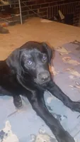 Mateo, a male Labrador Retriever for sale in Columbia, SC – 2 of 4