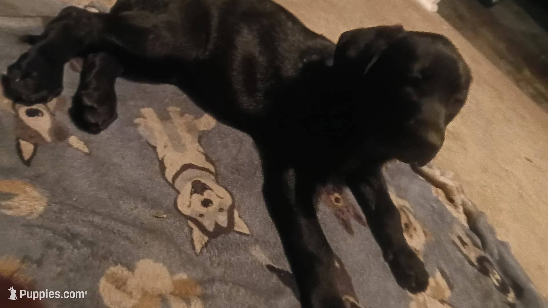 Mateo, a male Labrador Retriever for sale in Columbia, SC – 3 of 4