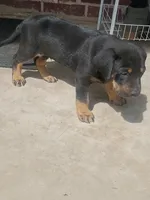  Camilo, a male Labrador Retriever for sale in Columbia, SC – Photo 2 of 3
