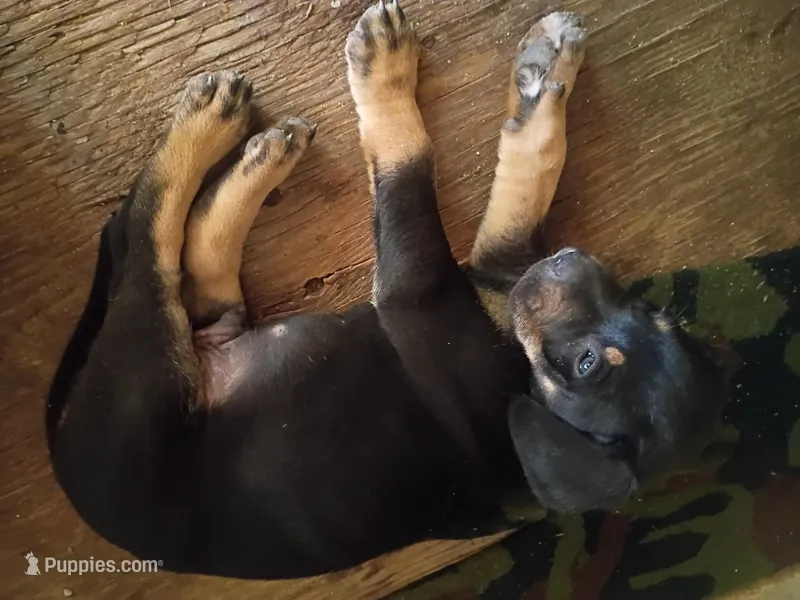  Camilo – Labrador Retriever puppy for sale in Columbia, SC