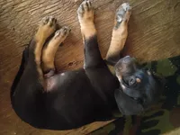  Camilo, a male Labrador Retriever for sale in Columbia, SC – Photo 1 of 3