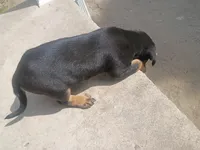  Camilo, a male Labrador Retriever for sale in Columbia, SC – Photo 3 of 3