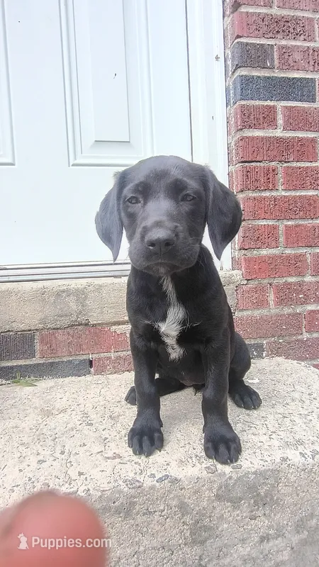 Lizzy – Labrador Retriever puppy for sale in Columbia, SC