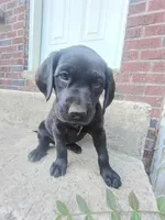 Stella, a female Labrador Retriever for sale in Columbia, SC – 4 of 6