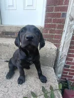 Stella, a female Labrador Retriever for sale in Columbia, SC – 2 of 6