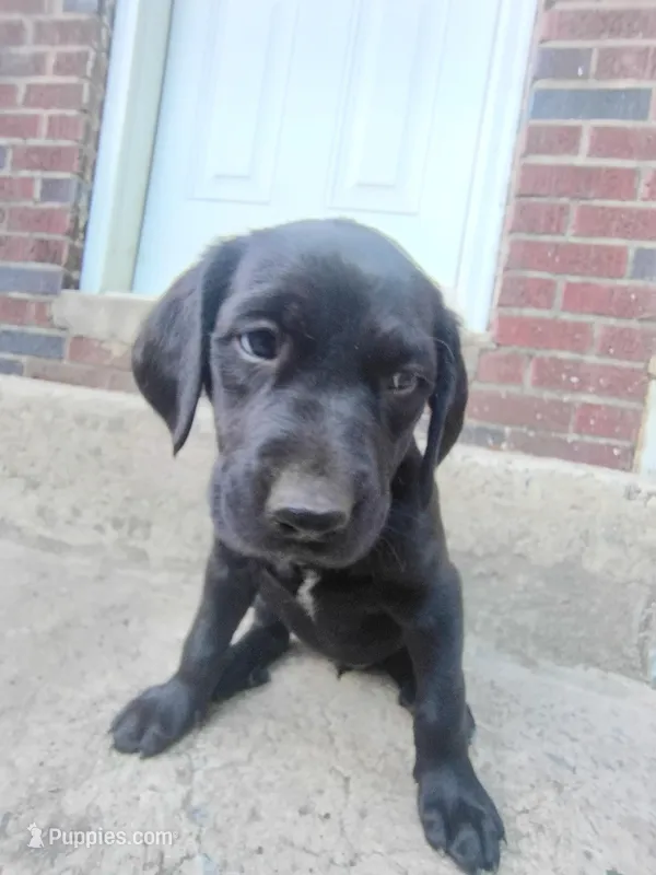 Stella – Labrador Retriever puppy for sale in Columbia, SC