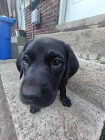 Stella, a female Labrador Retriever for sale in Columbia, SC – 5 of 6