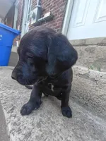 Stella, a female Labrador Retriever for sale in Columbia, SC – 6 of 6